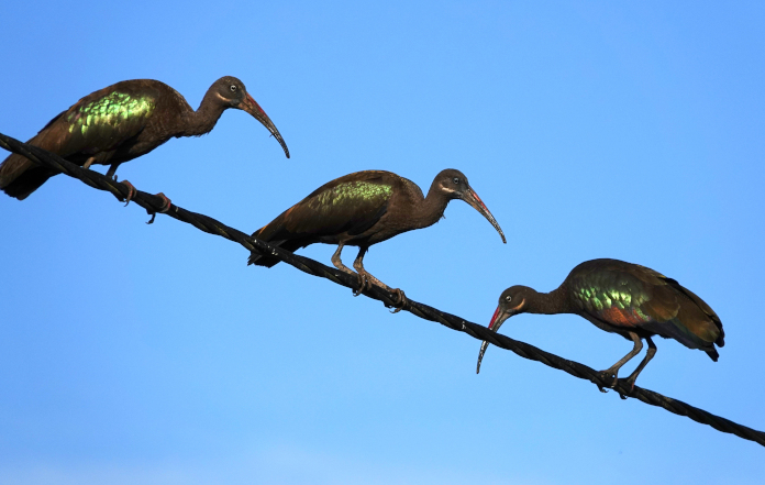 Ibises on the new power line